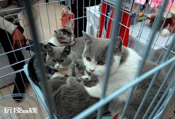 公猫贵还是母猫贵(养公猫和养母猫的六个不同点的建议)-图片2